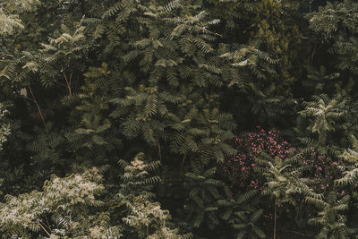 High angle view of flowering trees on field