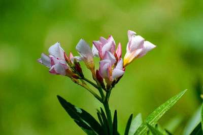 Close-up of pink flowering plant