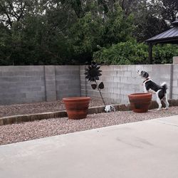 View of a dog on the wall