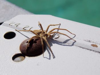 Close-up of spider