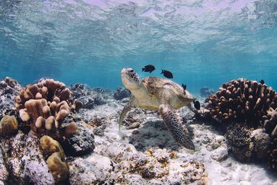 Close-up of turtle swimming in sea