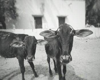 Cows standing on field