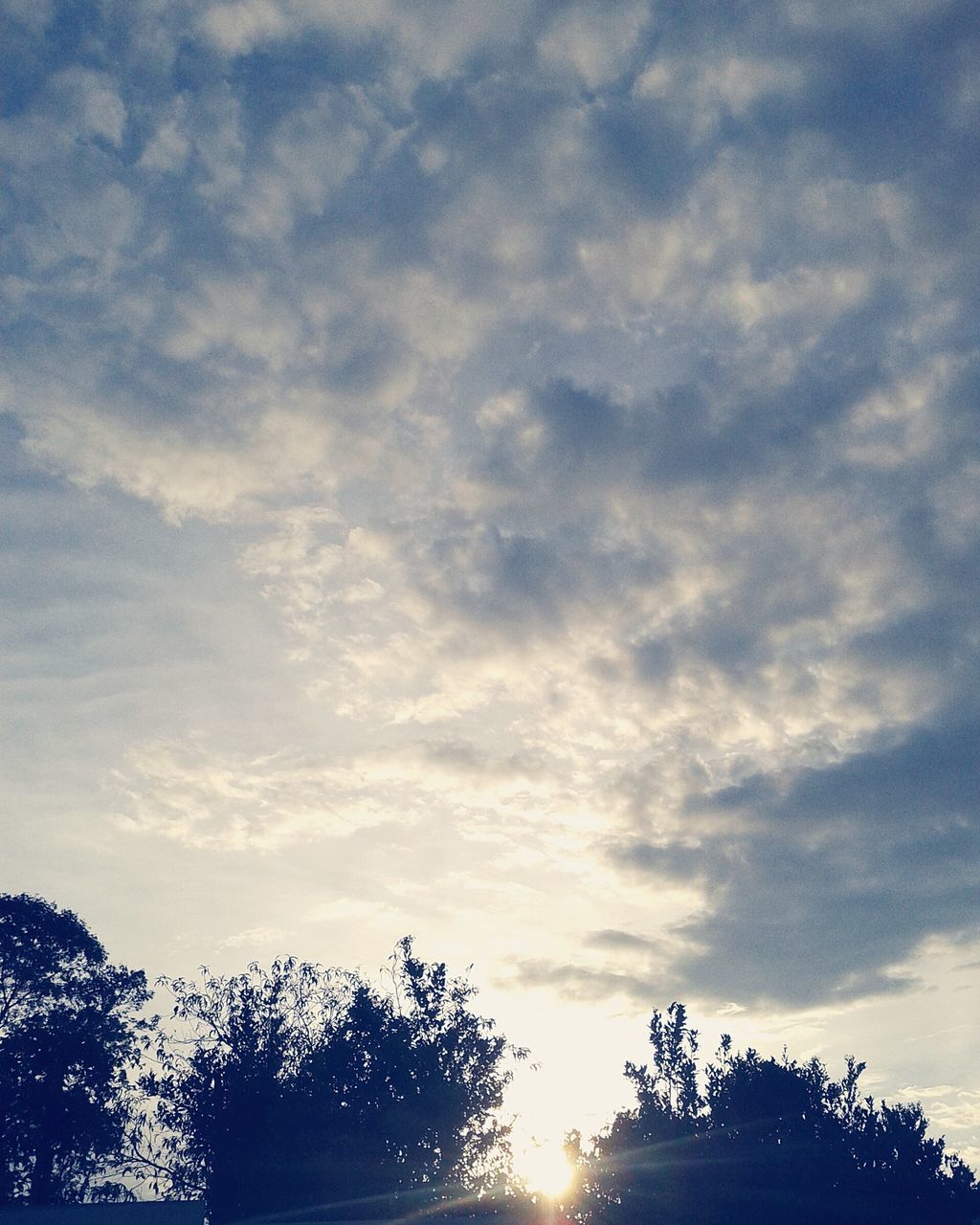 low angle view, tree, sky, silhouette, cloud - sky, beauty in nature, tranquility, nature, scenics, sunset, tranquil scene, cloudy, sun, cloud, sunbeam, growth, branch, sunlight, outdoors, no people