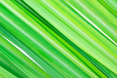 Full frame shot of palm leaves