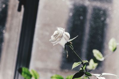 Close-up of white rose on window