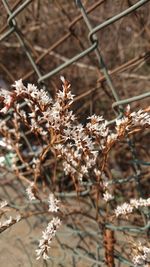 Close-up of flowers growing on tree