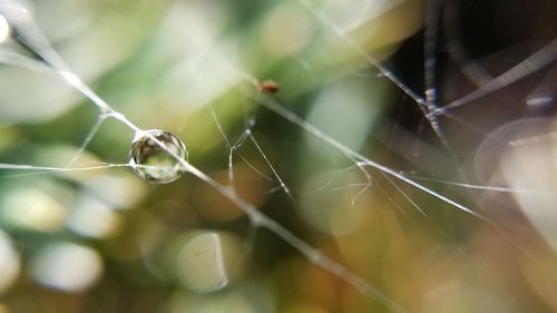 Close-up of spider on web