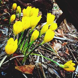 Close-up of yellow flowers