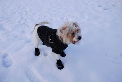 Dog on snow