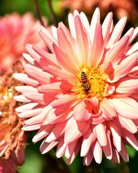 Close-up of bee pollinating on pink flower