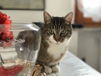 Close-up portrait of a cat at home