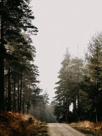 New forest scene in autumn / fall