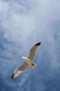 Low angle view of seagull flying in sky