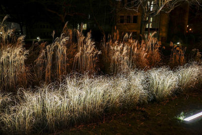 Illuminated grass at night