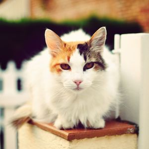 Close-up portrait of cat