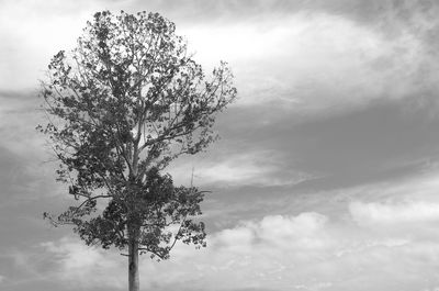 Low angle view of tree against sky