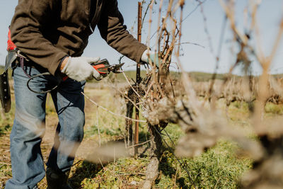 Pruning grapevines