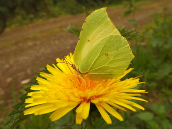 Close-up of yellow flower