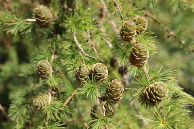 Close-up of pine cones