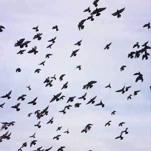 Low angle view of birds flying in sky