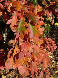 Full frame shot of autumn leaves in water