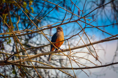 Bird perching on branch