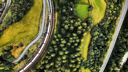 High angle view of trees by road