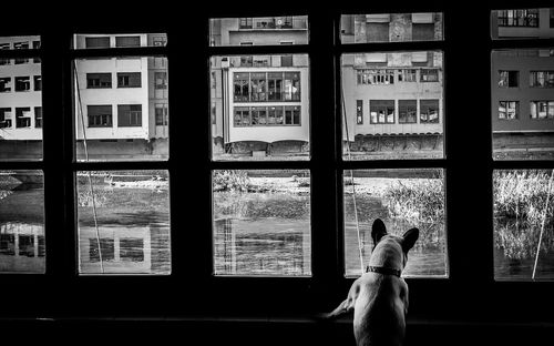 Rear view of woman looking through window