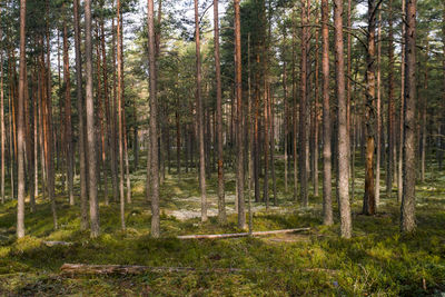 Woods at viru raba or bog swamp at lahemaa national park in autumn