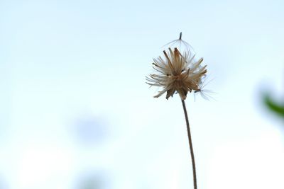 Close-up of wilted dandelion against sky