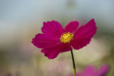 Close-up of pink cosmos flower