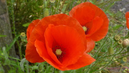 Close-up of red poppy flower