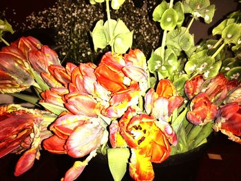 Close-up of orange flowers