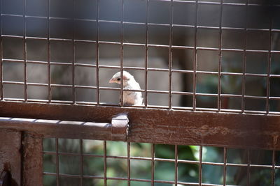 View of monkey on fence