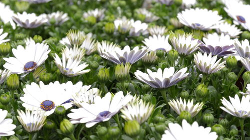 Close-up of white daisy flowers on field