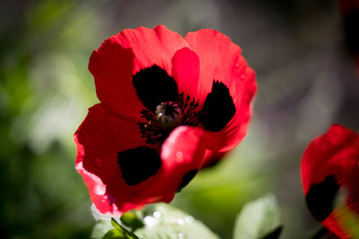 Close-up of red poppy blooming on plant