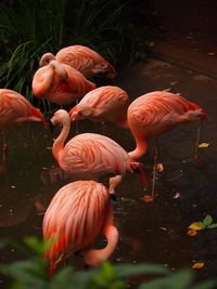 High angle view of flamingos