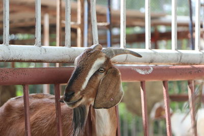 Close-up of goat by railing