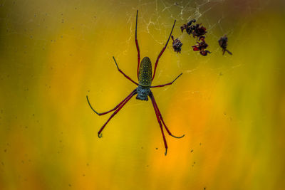 Beautiful morning view in indonesia. spider with leftovers