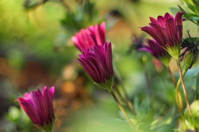 Close-up of pink cosmos flowers blooming outdoors