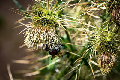 plant
