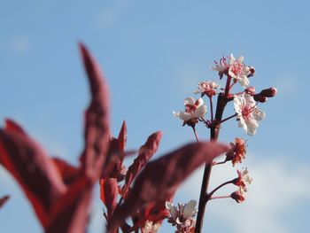 Low angle view of cherry blossoms against sky