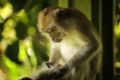 Long tail macaque grooming self