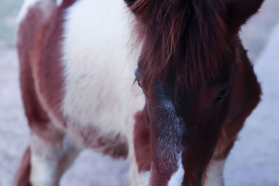 Close-up of a horse