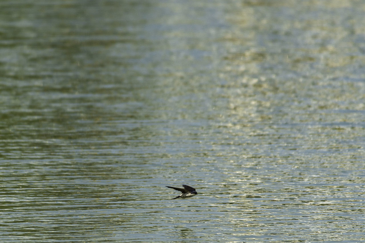 VIEW OF BIRD FLYING OVER SEA