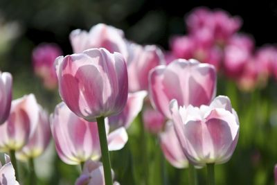 Close-up of pink tulips blooming outdoors