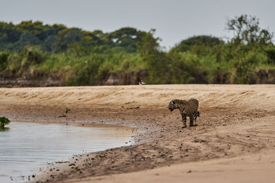 Side view of horse on land