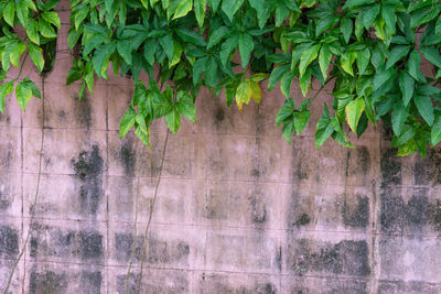 Close-up of wet ivy on wall