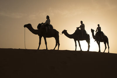 Silhouette people on camels at desert against sky during sunset