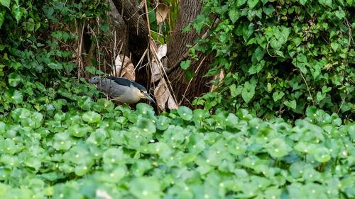 Bird perching on a tree